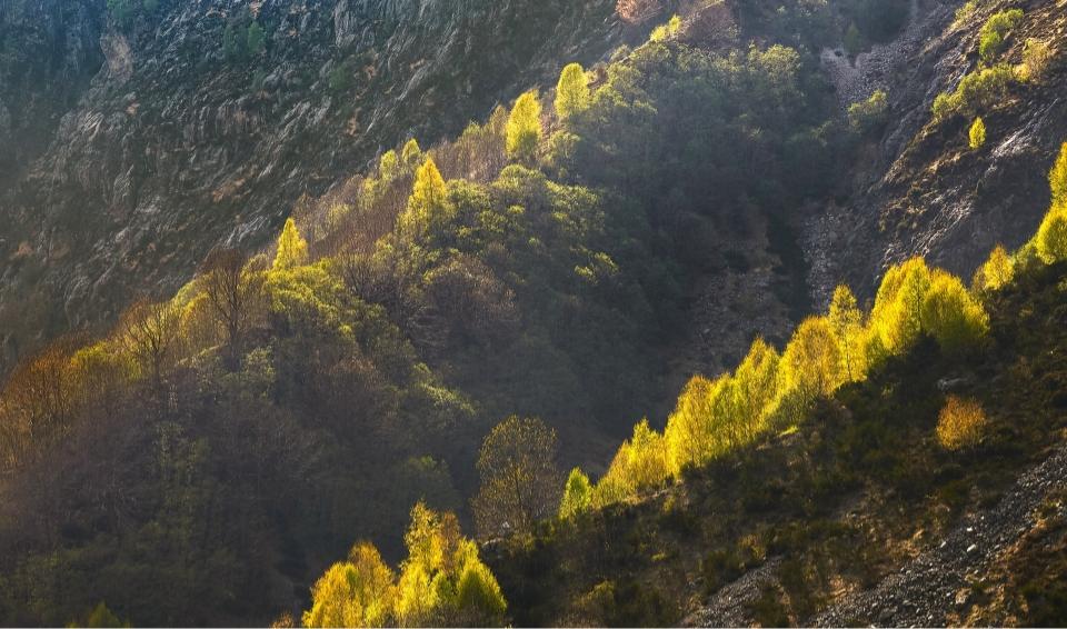 bosque beneficios del portal portada home planc solidanca